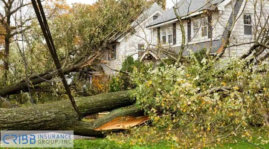 House damage from falling trees